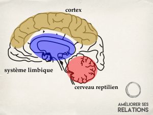 Représentation des 3 cerveaux